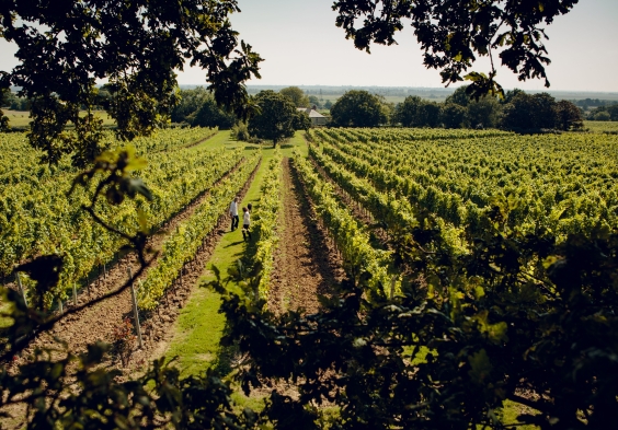 Gusbourne – Vineyard 9