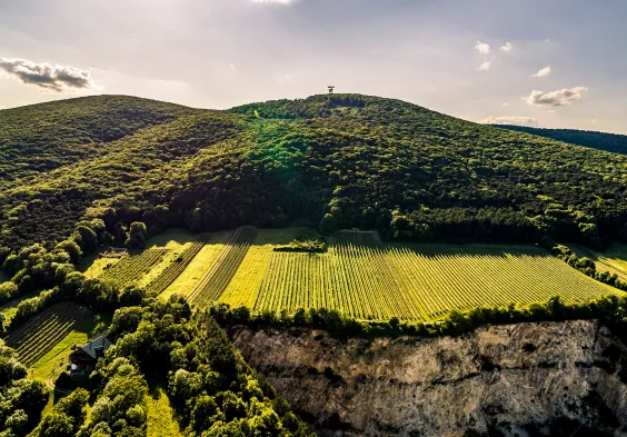 Johanneshof Reinisch kaestenbaum gumpoldskirchen 0044