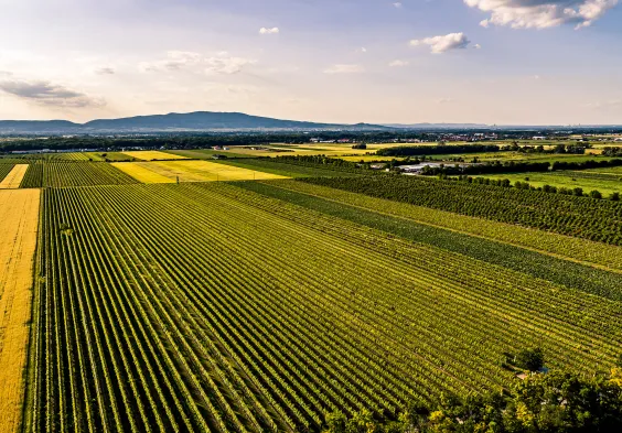 Johanneshof Reinisch holzspur tattendorf 0079