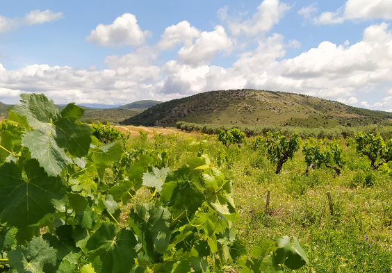Lagravera Weingut