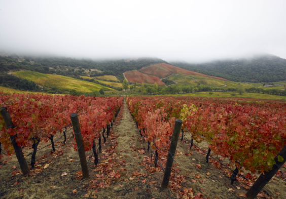 Lapostolle – Apalta Herbst