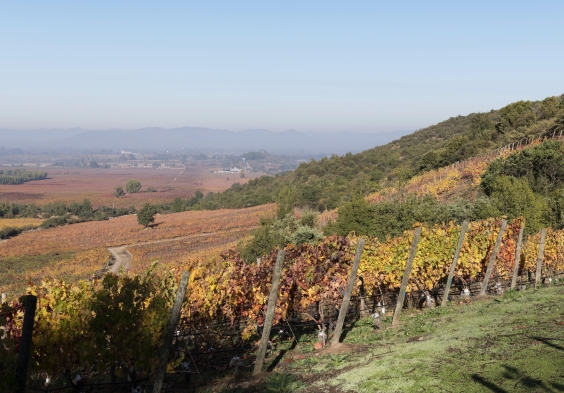 Lapostolle – Apalta Vineyard 1