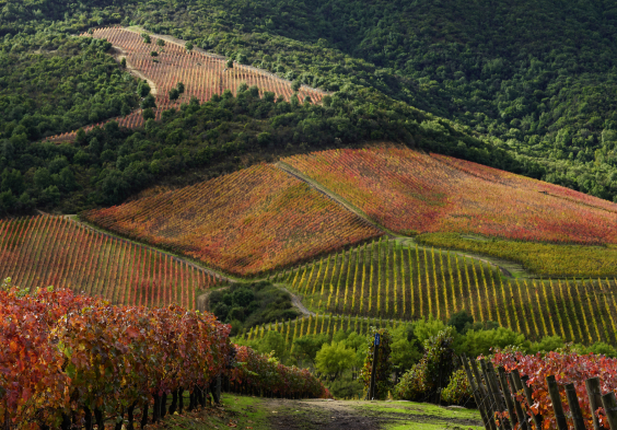 Lapostolle – Apalta Vineyard 2