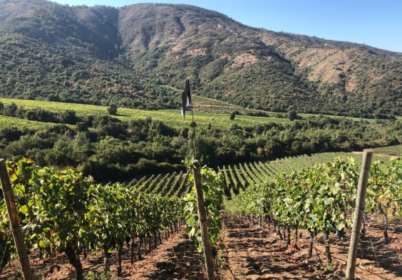 Lapostolle – Apalta vineyard 3