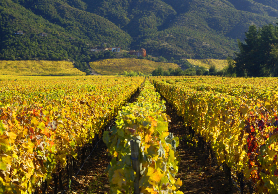 Lapostolle – Clos Apalta Winery 2
