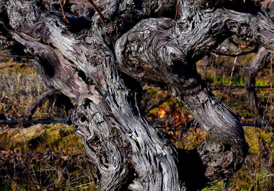 Lapostolle – very old vine