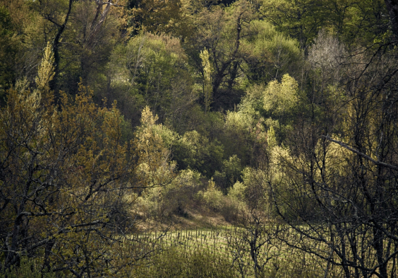Laroque (11)