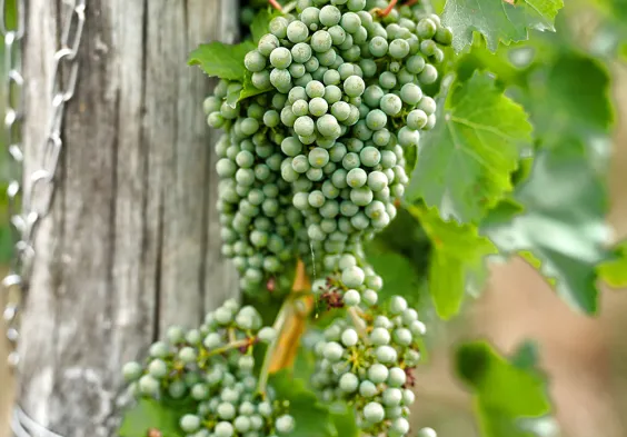 Le Due Terre 2022 Trauben 2