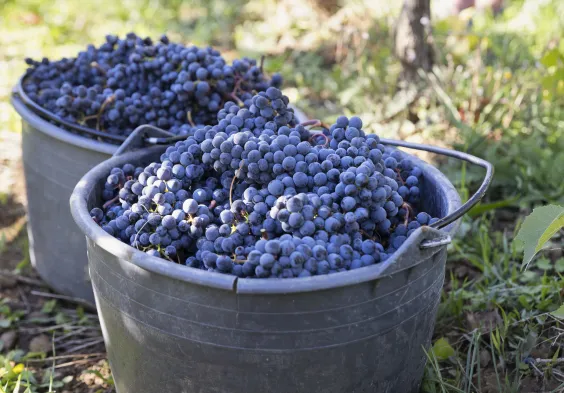 Leo Aumann Weinernte 041