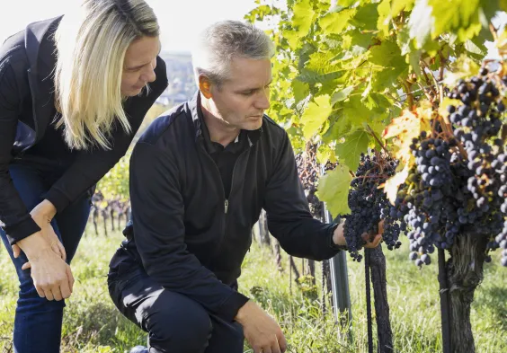 Leo Aumann im Weingarten 05