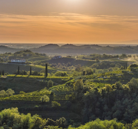 Livio Felluga Landscape Rosazzo 