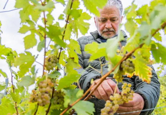 Loimer 2025 weingarten