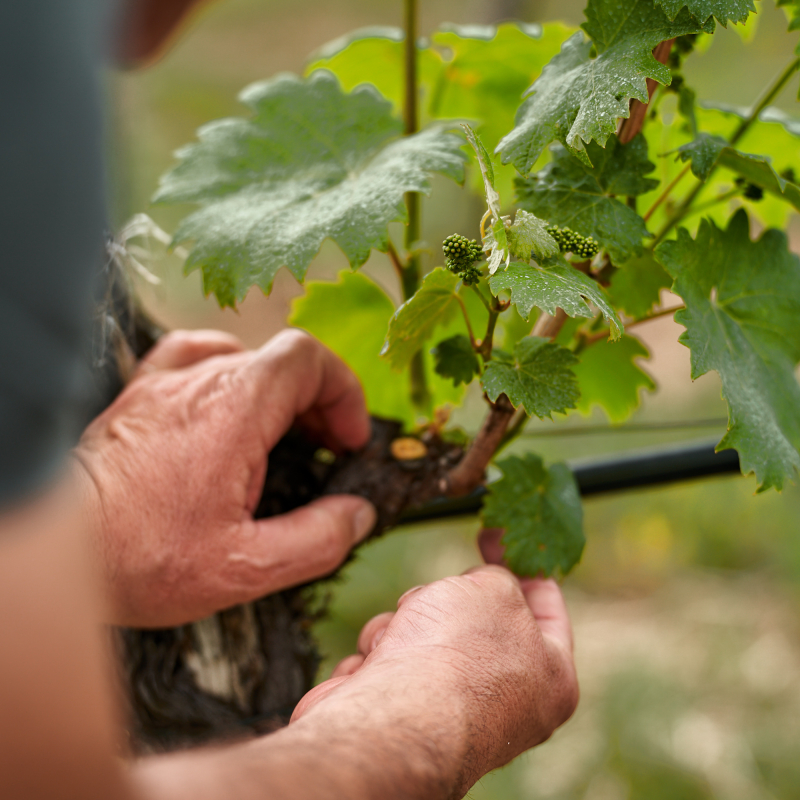 Loimer Biodynamik