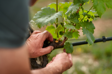 Hände pflegen jungen Weinstock mit grünen Blättern im Weinberg.