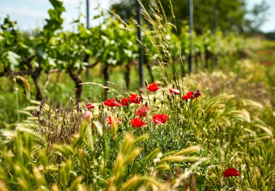 Loimer Impressionen11