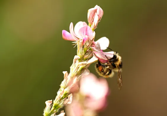 Loimer Impressionen12.1