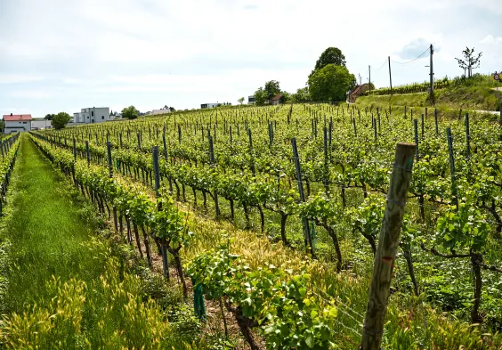 Loimer Impressionen13