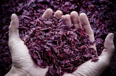 Zwei Hände halten eine Handvoll getrocknete, tiefrote Blumenblätter.