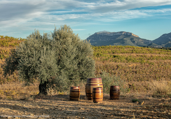 Mas den Gil Centenary olive tree and MOLA mountains