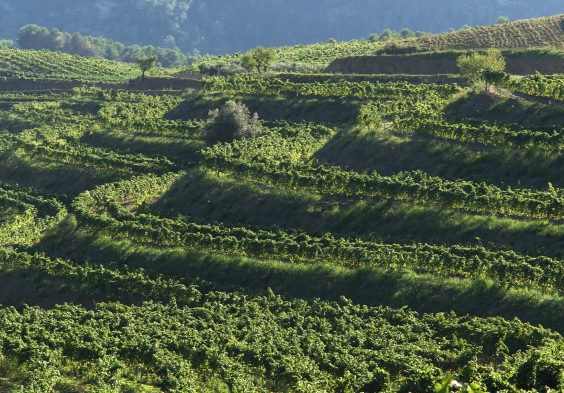 Mas den Gil LA COMA valley