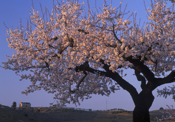 Mas den Gil almond trees   La Coma Valley Almond Trees