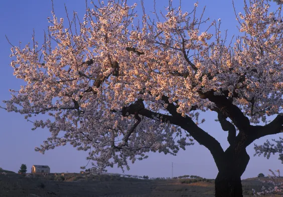 Mas den Gil almond trees   La Coma Valley Almond Trees