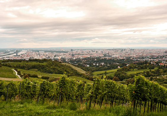Mayer am Pfarrplatz Reben Ausblick 2