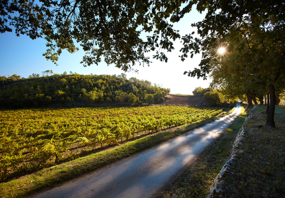 Miraval Foto Weinberge 4