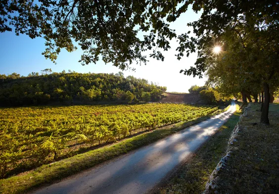 Miraval Foto Weinberge 4