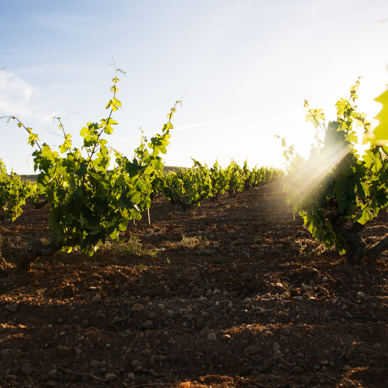 PETER SISSECK 2014 Carlos Gonzalez Armesto ©100neu