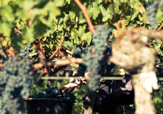 PINDEFLEURS VIGNE 3