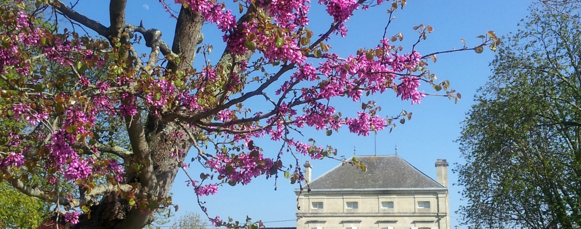 PLINCE en COULEUR