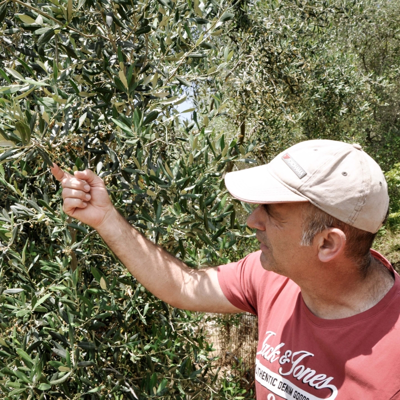 PaoloCassiniBaum