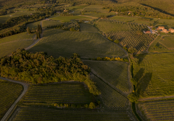 Pieve Santa Restituta Landscape (2)