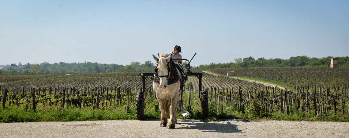 pontet canet