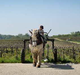 pontet canet