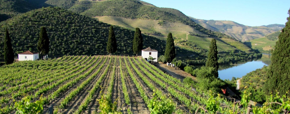 QtaRoriz Vinha da Cerca Chryseia Vineyards