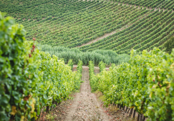 Quinta do Conde (2)