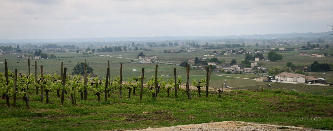 Weinberg mit grünen Reben vor einer weitläufigen, dörflichen Landschaft.