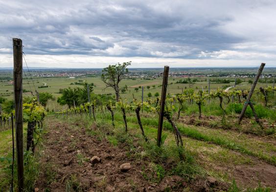 Seckinger (2)