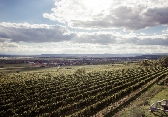 Steinschaden Weingarten Rebzeilen