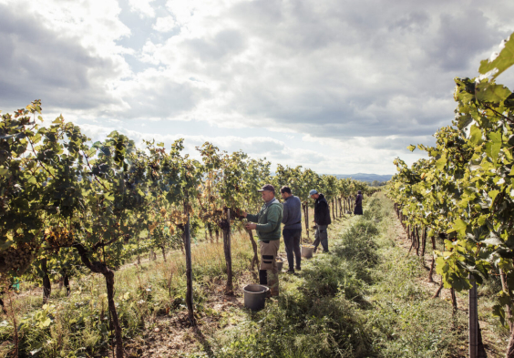 Steinschaden Weingarten