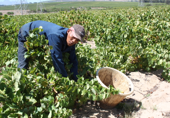 Stellenrust (6)