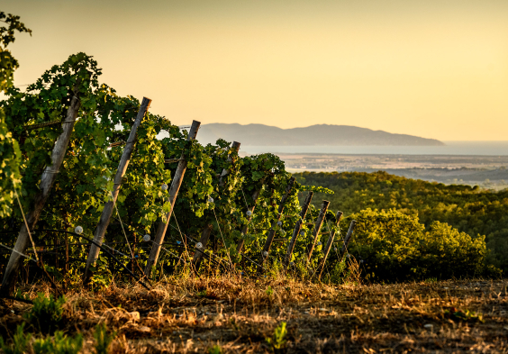Tenuta Il Quinto 2