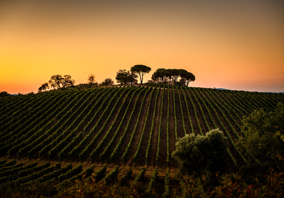 Tenuta Il Quinto 3