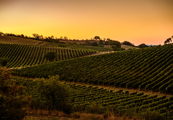 Tenuta Il Quinto 4