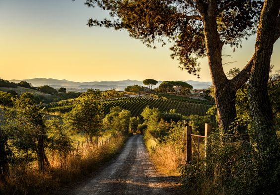 Tenuta Il Quinto 5