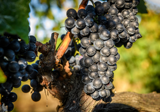 Tenuta Il Quinto 6