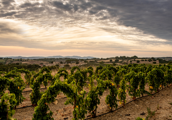 Tenuta Il Quinto 8