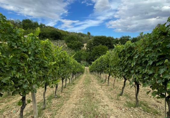 Tenuta dell Ugolino (3)